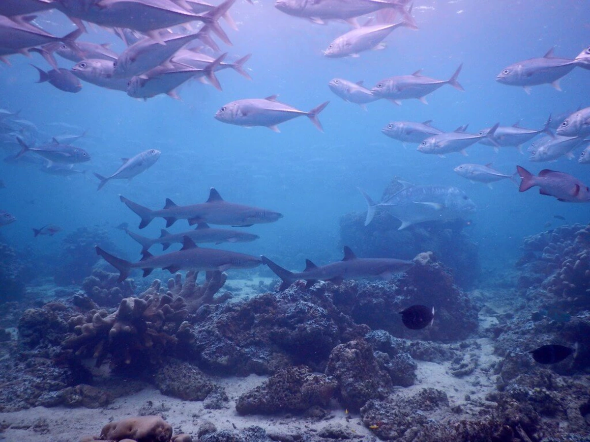 Sipadan, Malaisie