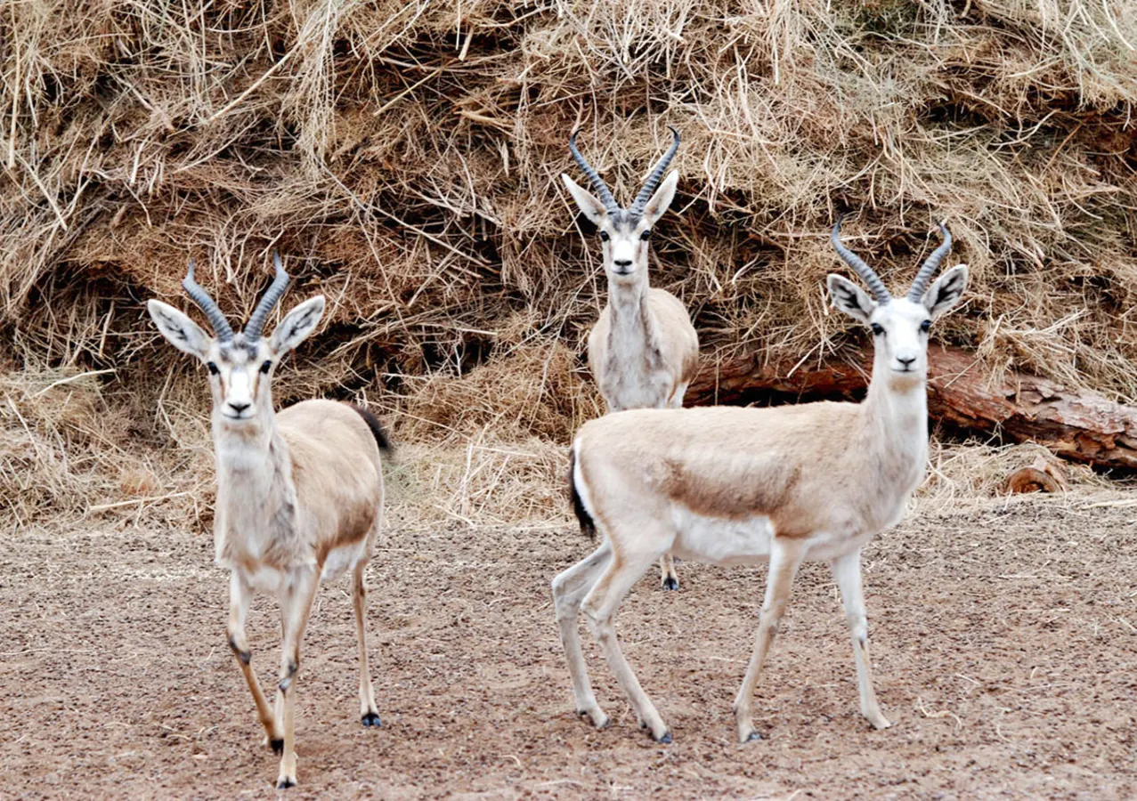 Réserve naturelle de Kaplankyr, Turkménistan