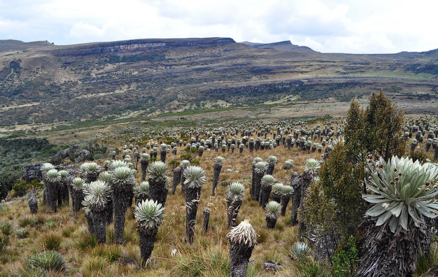 Paramo d'Oceta, Colombie