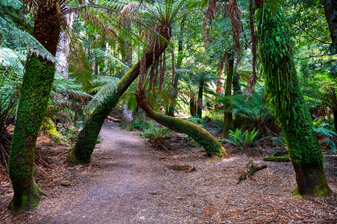 Forêts humides Gondwana de l'Australie, Australie, Australie
