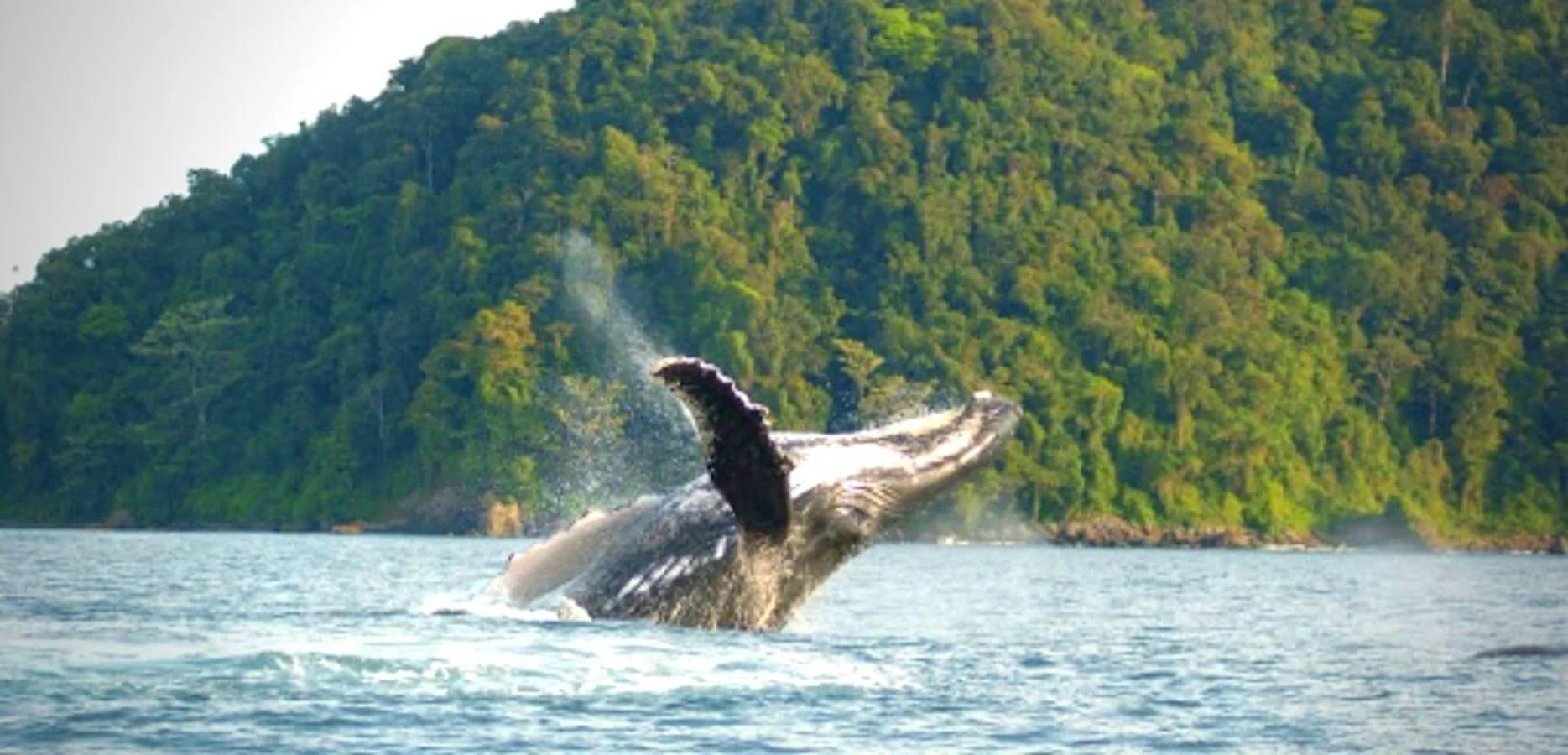 Île Gorgona, Colombie