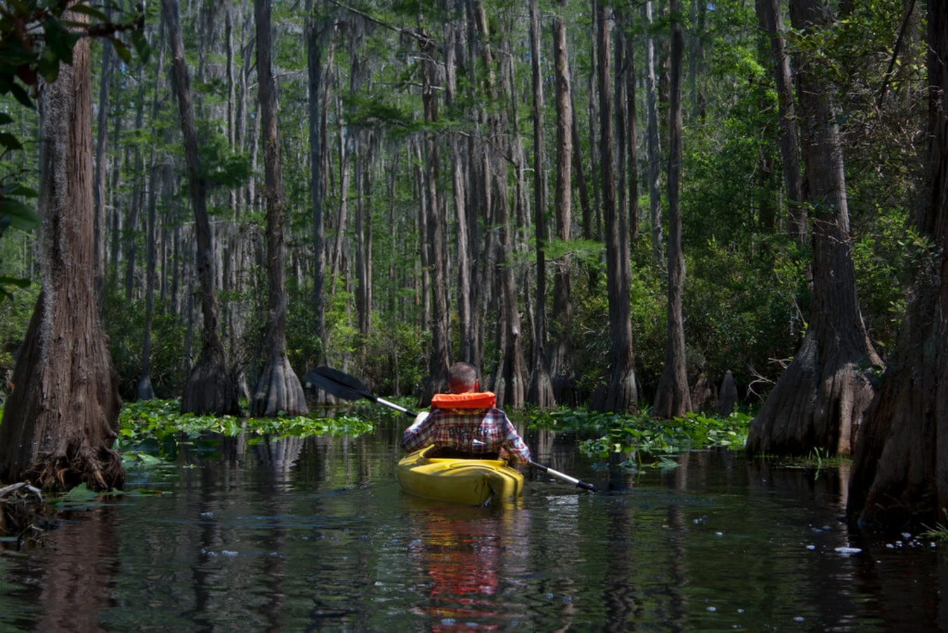 Marais d'Okefenokee, États-Unis, États-Unis