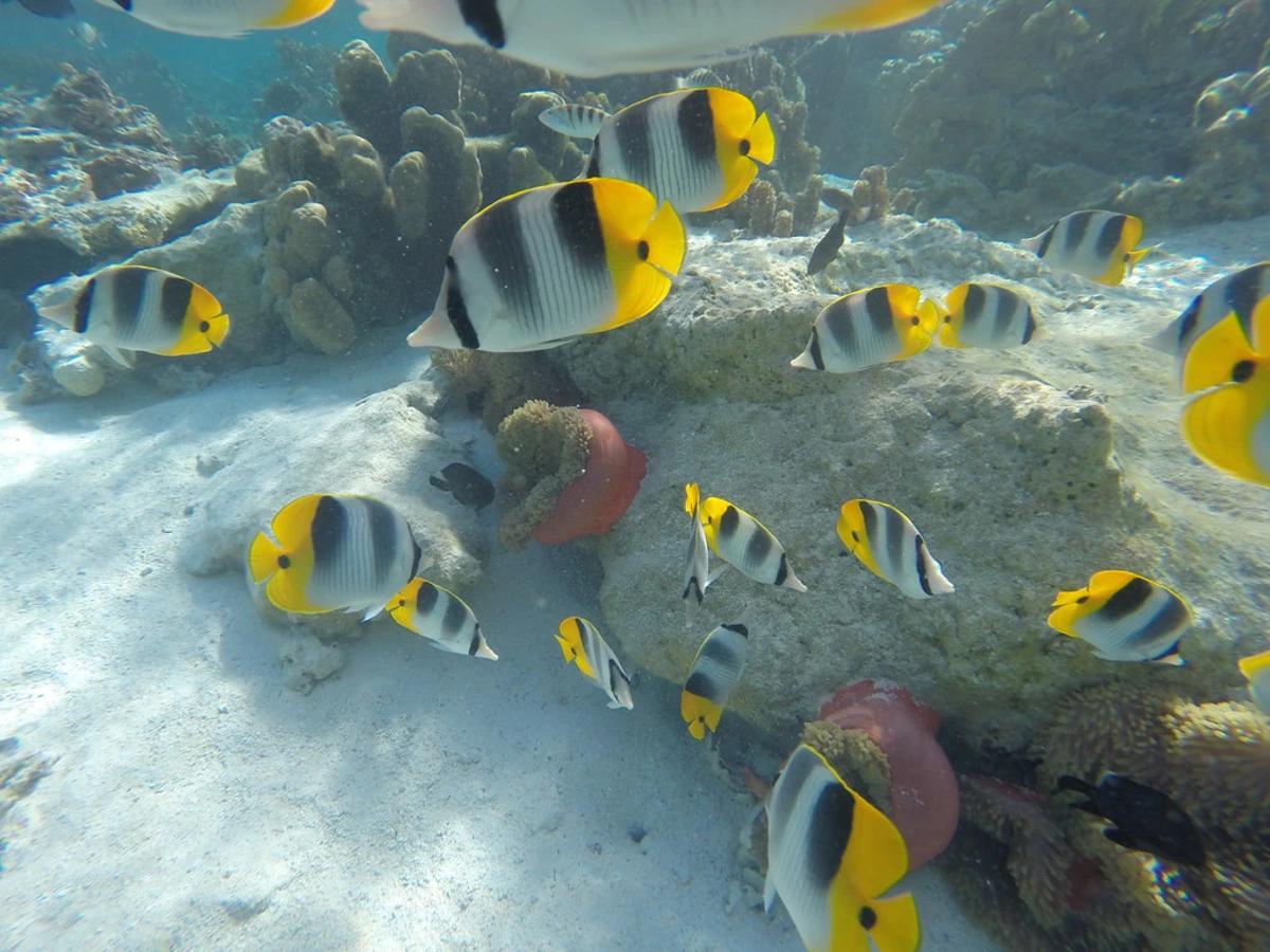 Jardin de corail de Tahaa, Polynésie française