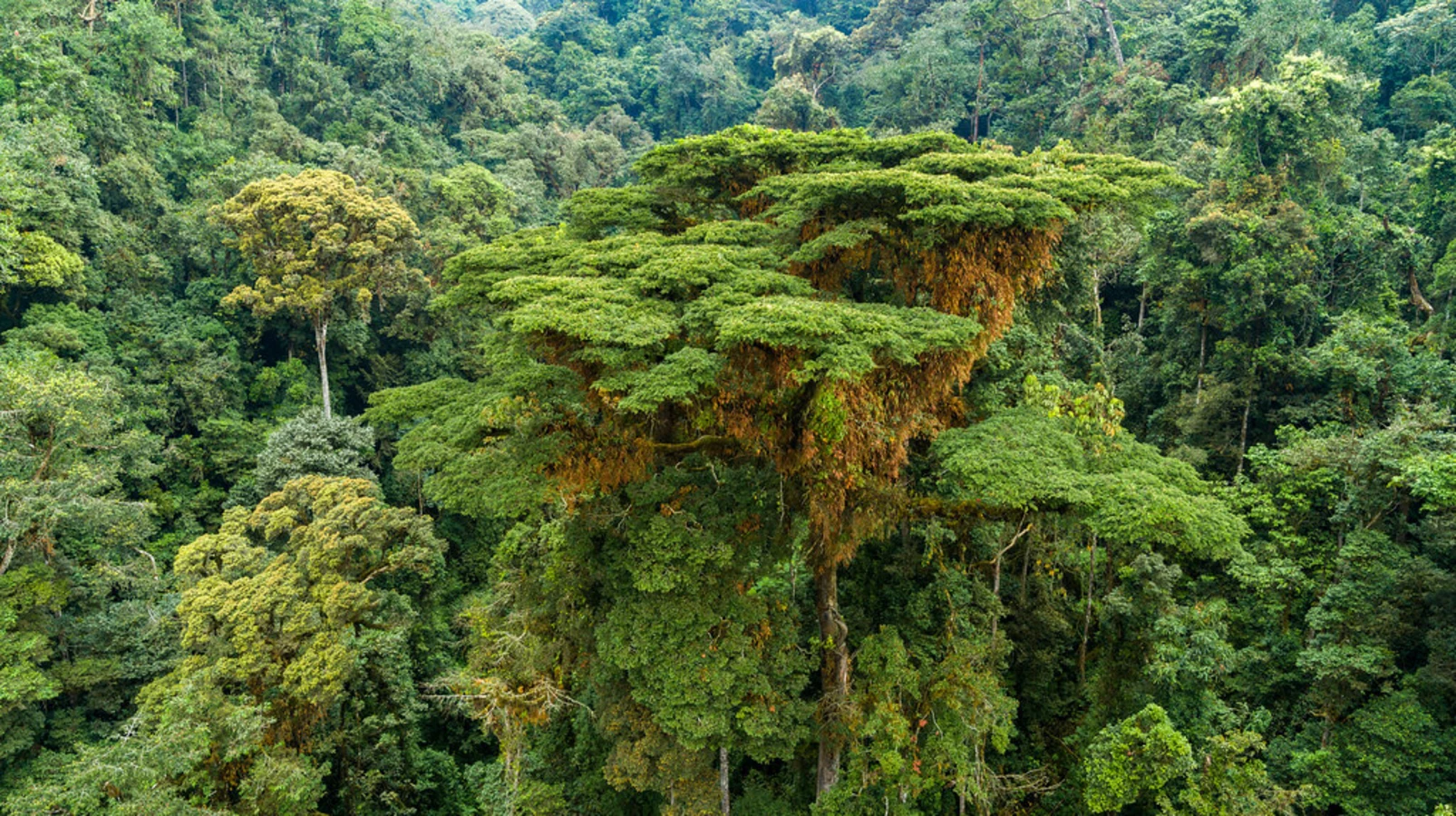 Nyungwe Canopy Walk, Rwanda