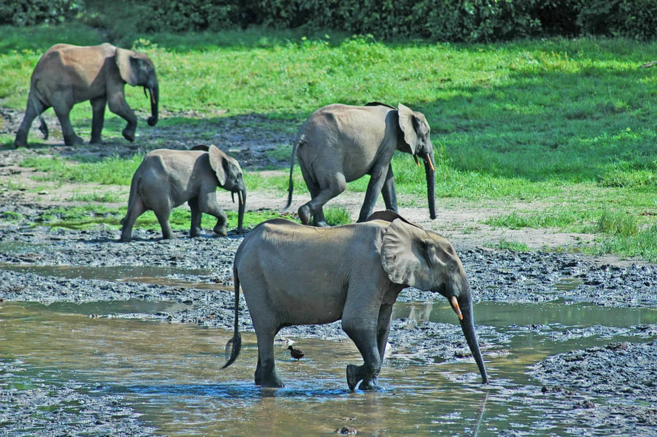 Parc national Dzanga-Ndoki, République centrafricaine
