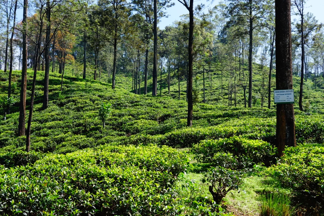 The Pekoe Trail, Sri Lanka