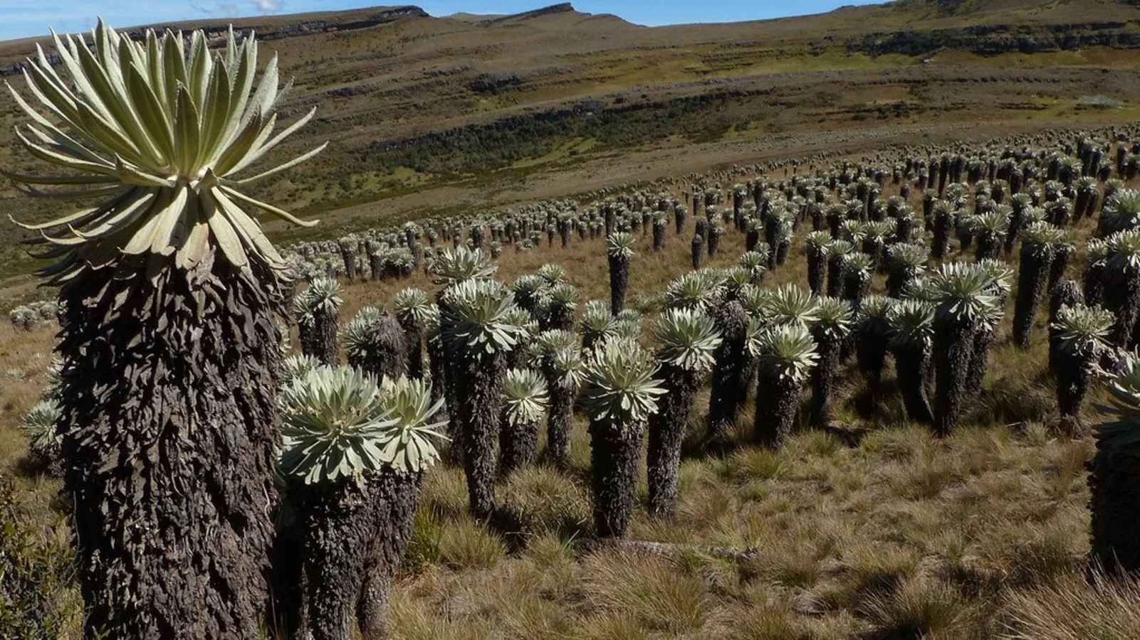 Paramo d'Oceta, Colombie