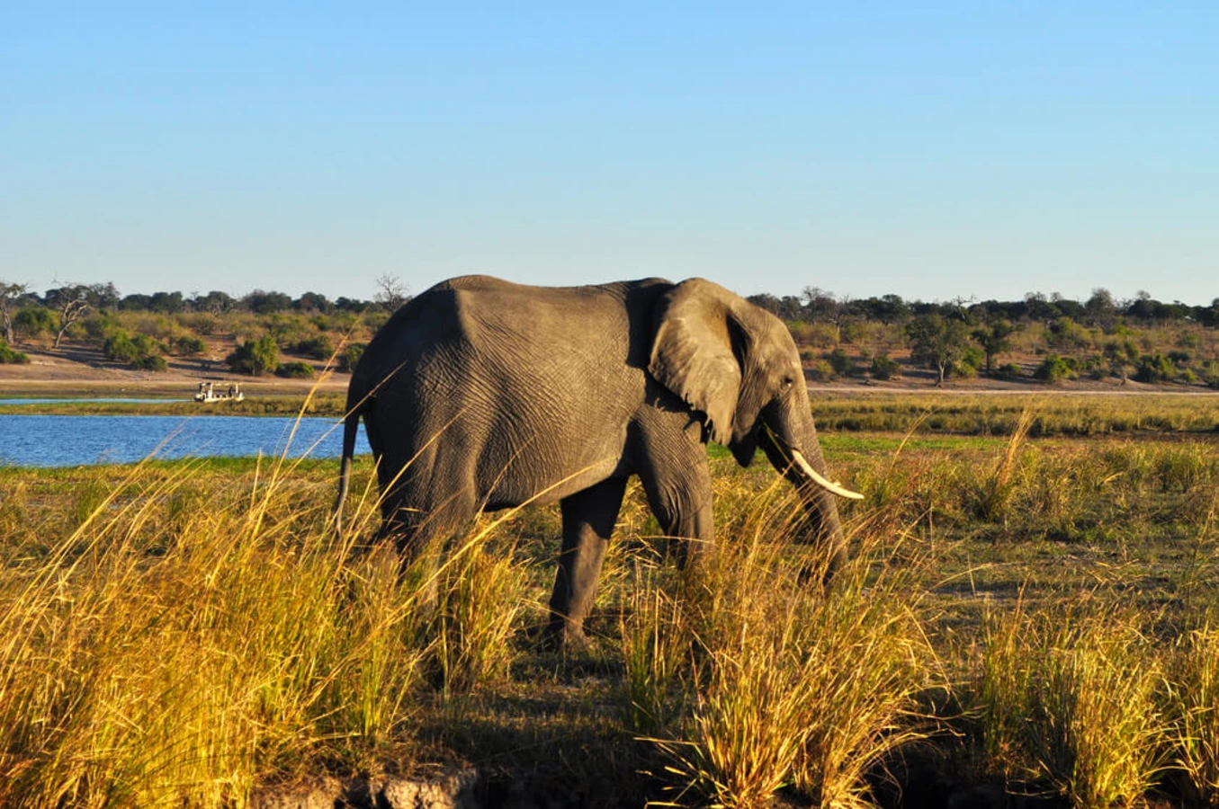 Parc national de Chobe, Botswana