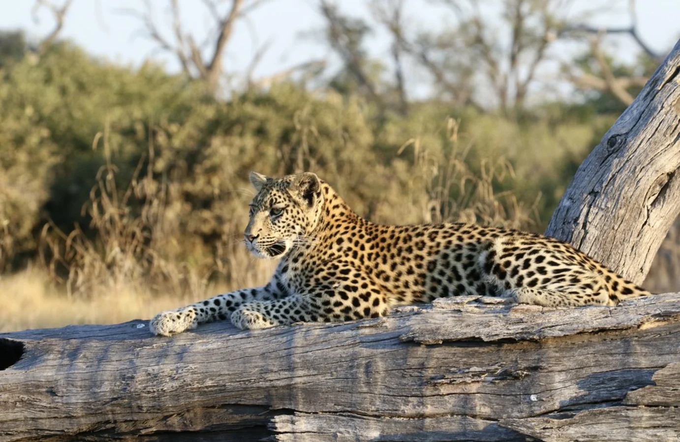 Khwai Private Reserve, Botswana