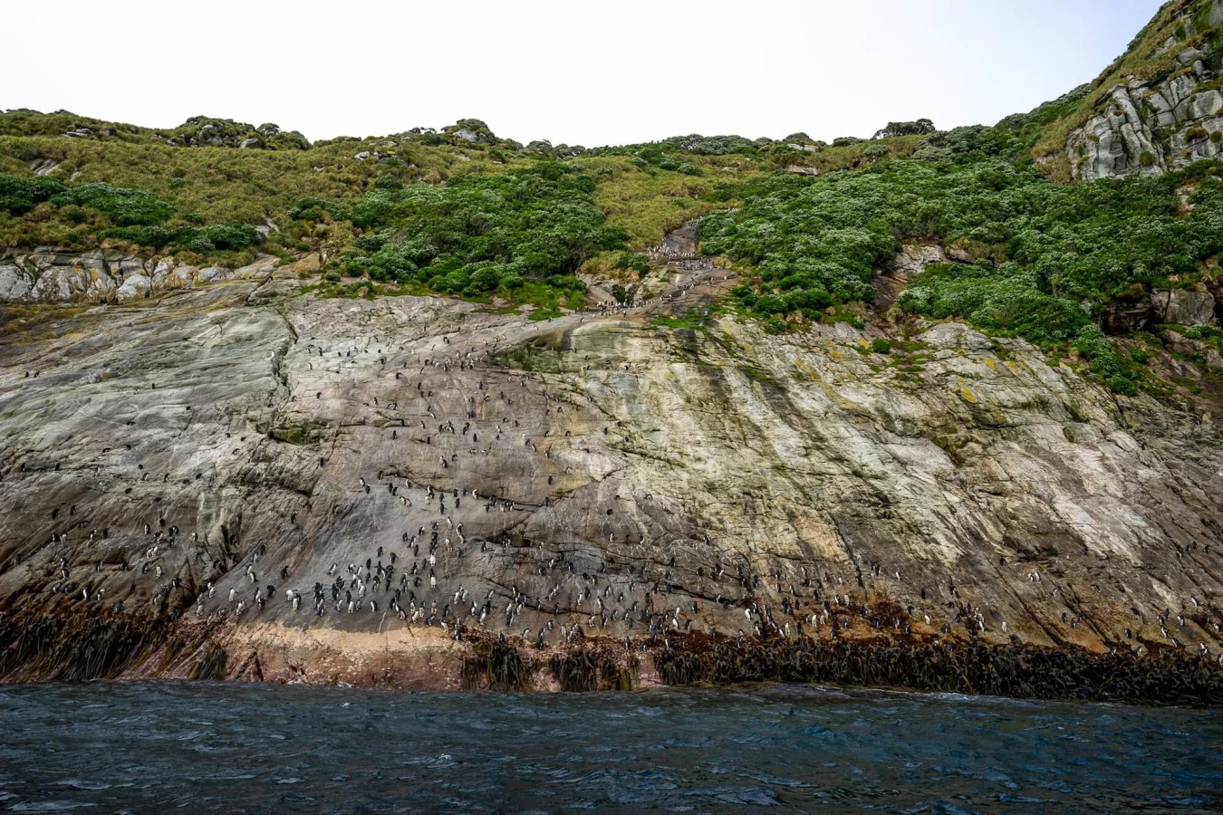 Îles Snares, Nouvelle-Zélande
