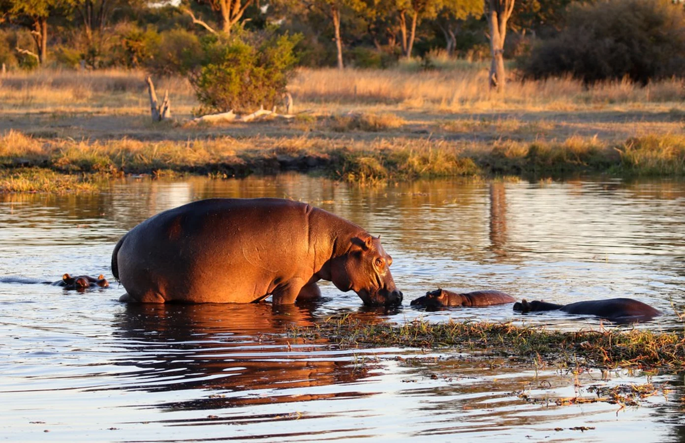 Khwai Private Reserve, Botswana