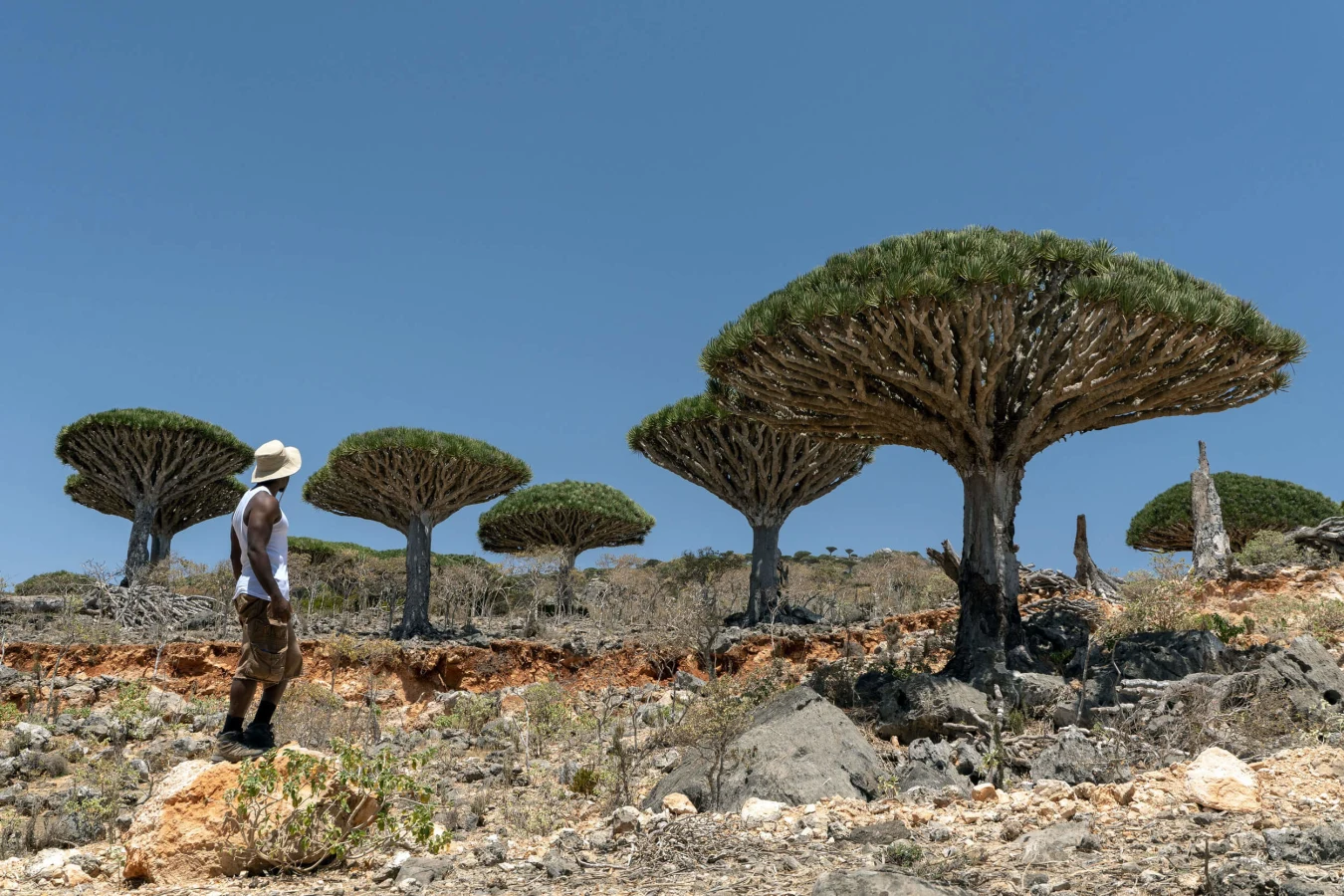 Ferhmin Forest, Yémen, Socotra