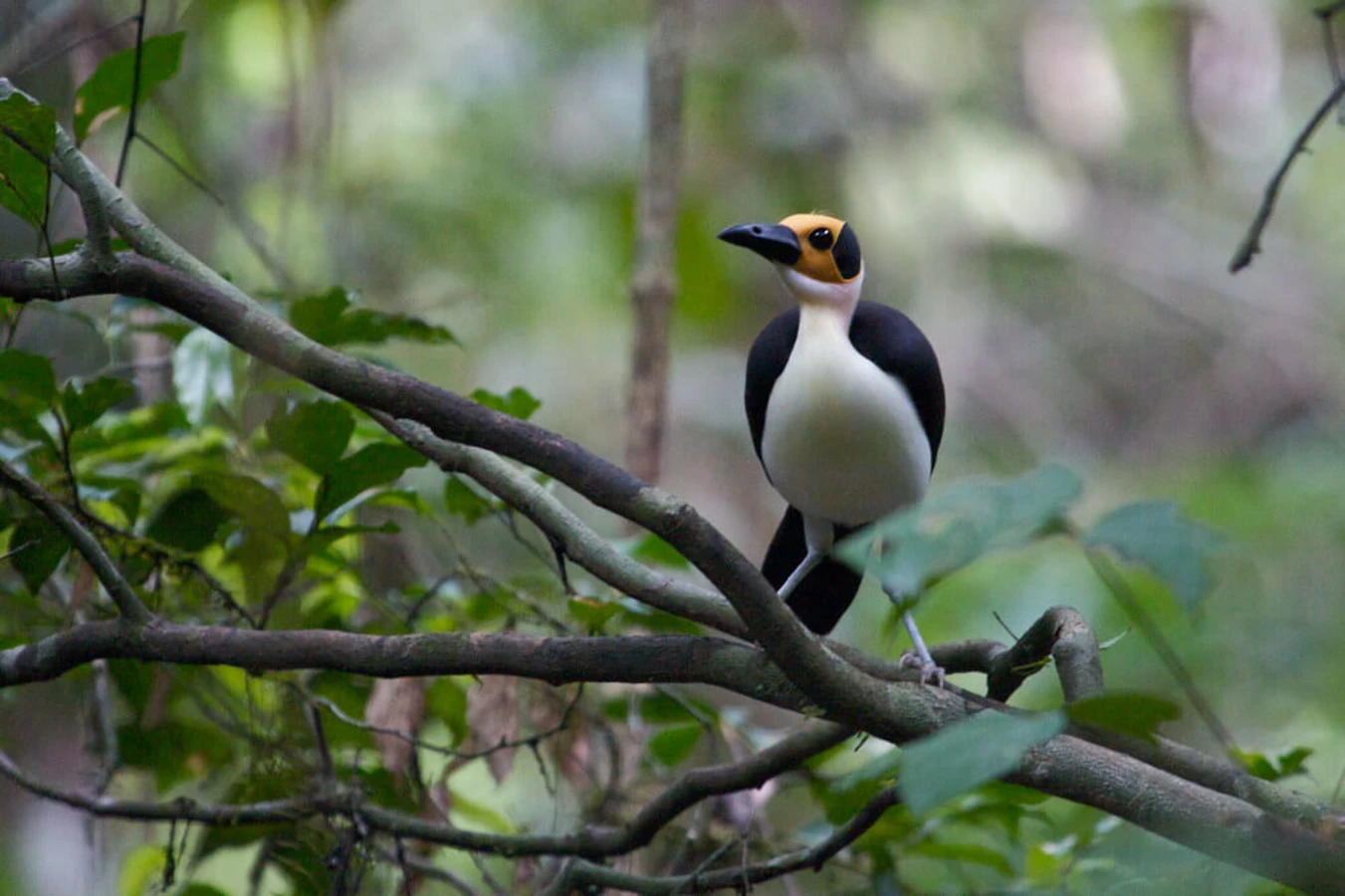 Kambui Hills Forest reserve, Sierra Leone