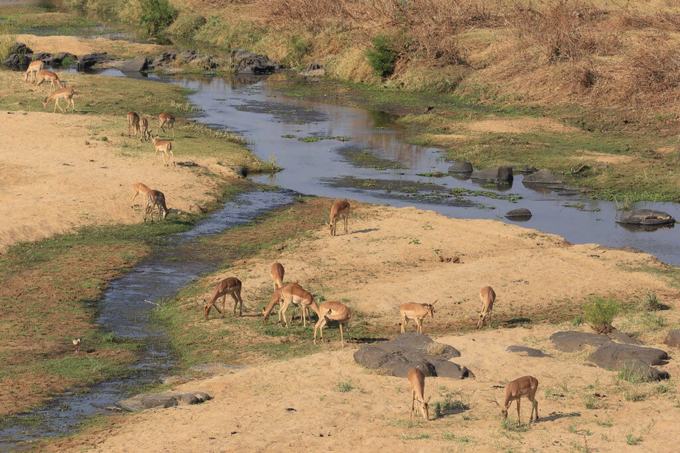 Ruaha, Tanzanie, Tanzanie