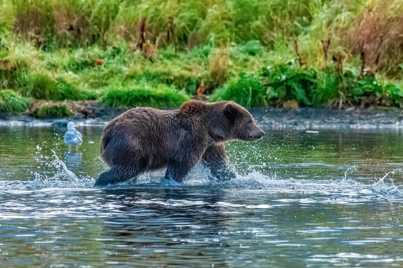 Île Kodiak, États-Unis