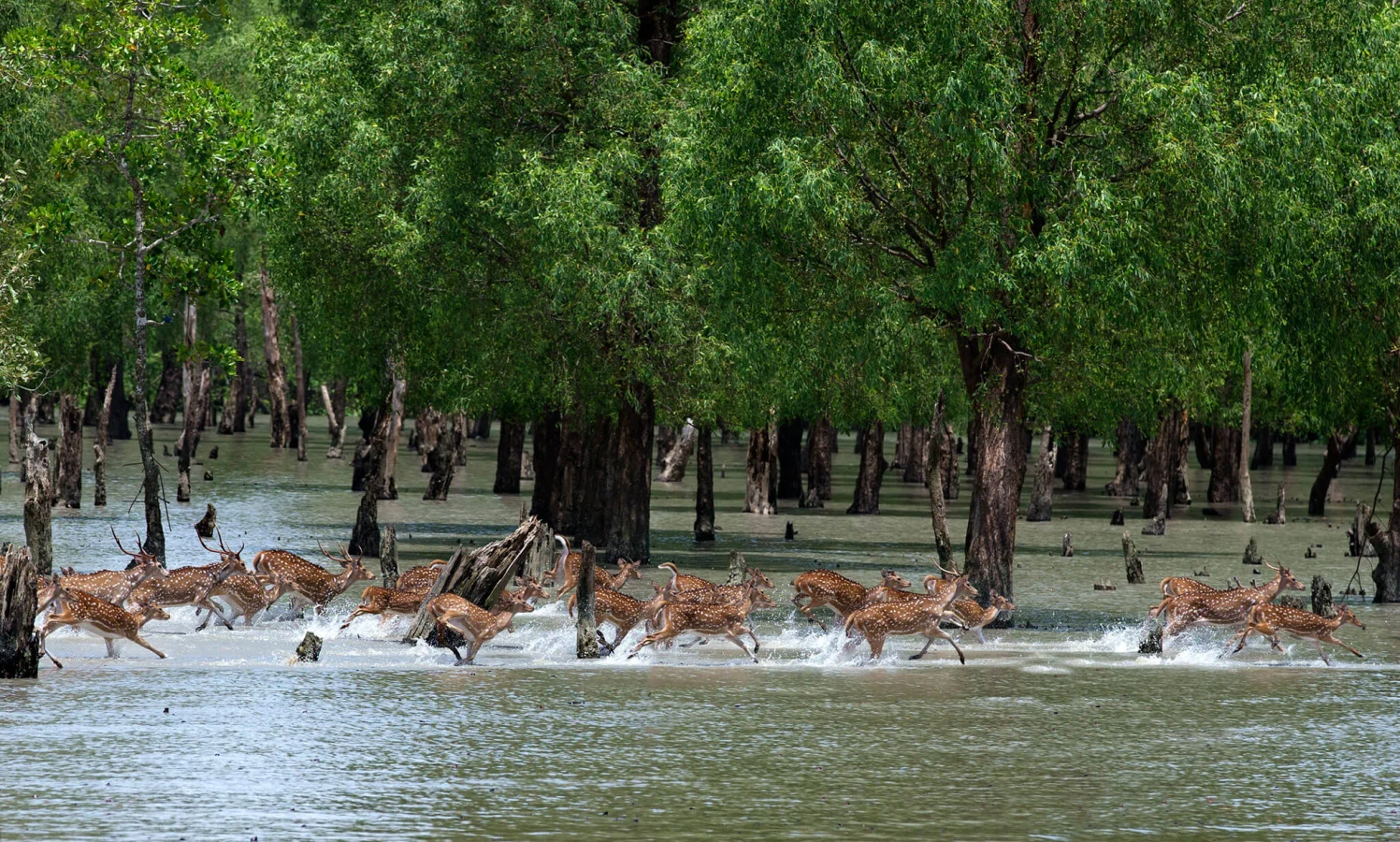 Fôret de mangrove des Sundarbans, Bangladesh