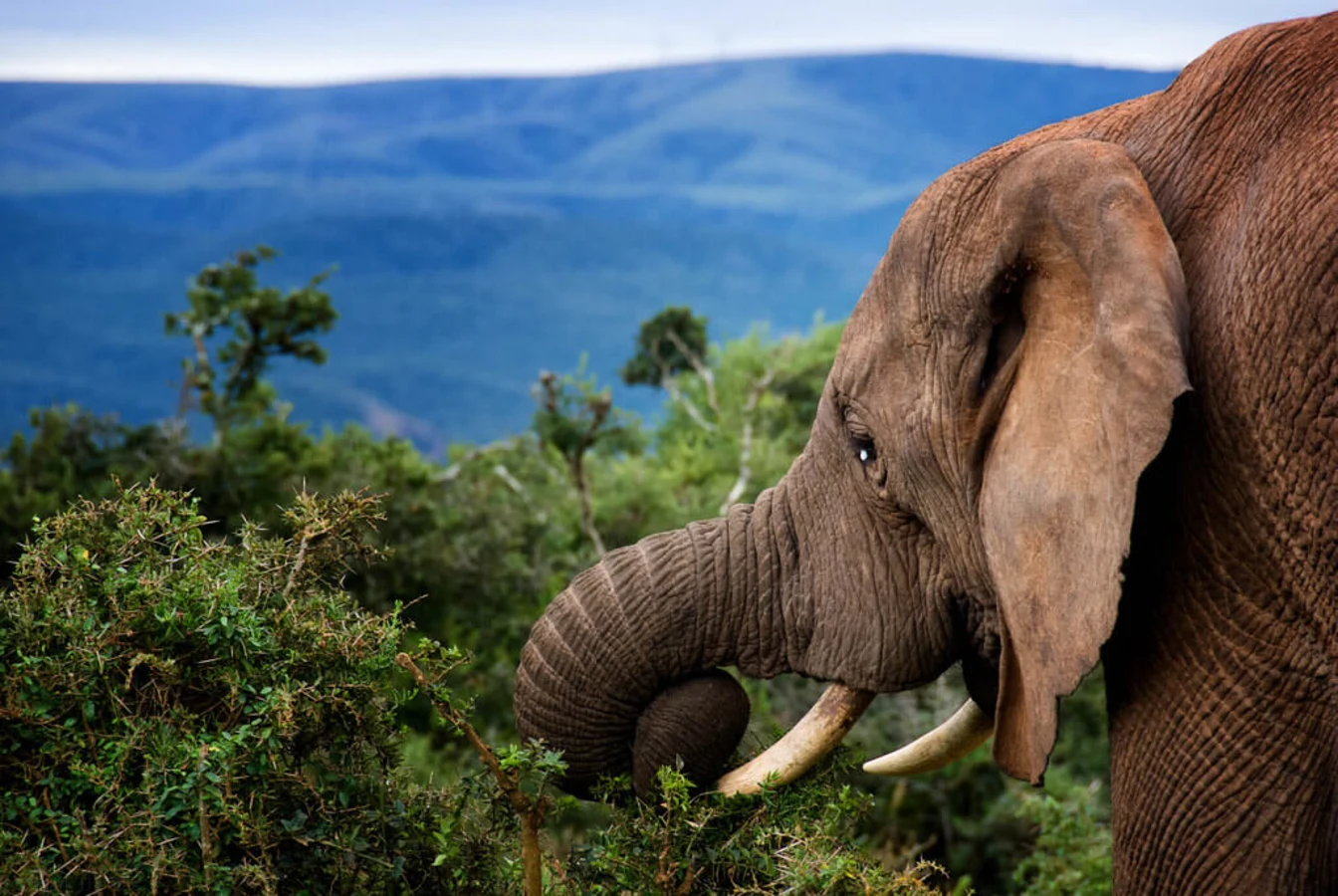 Parc national des Éléphants d'Addo, Afrique du Sud