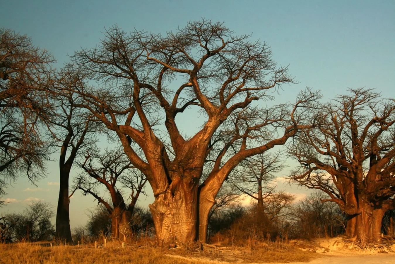Parc national de Nxai Pan, Botswana