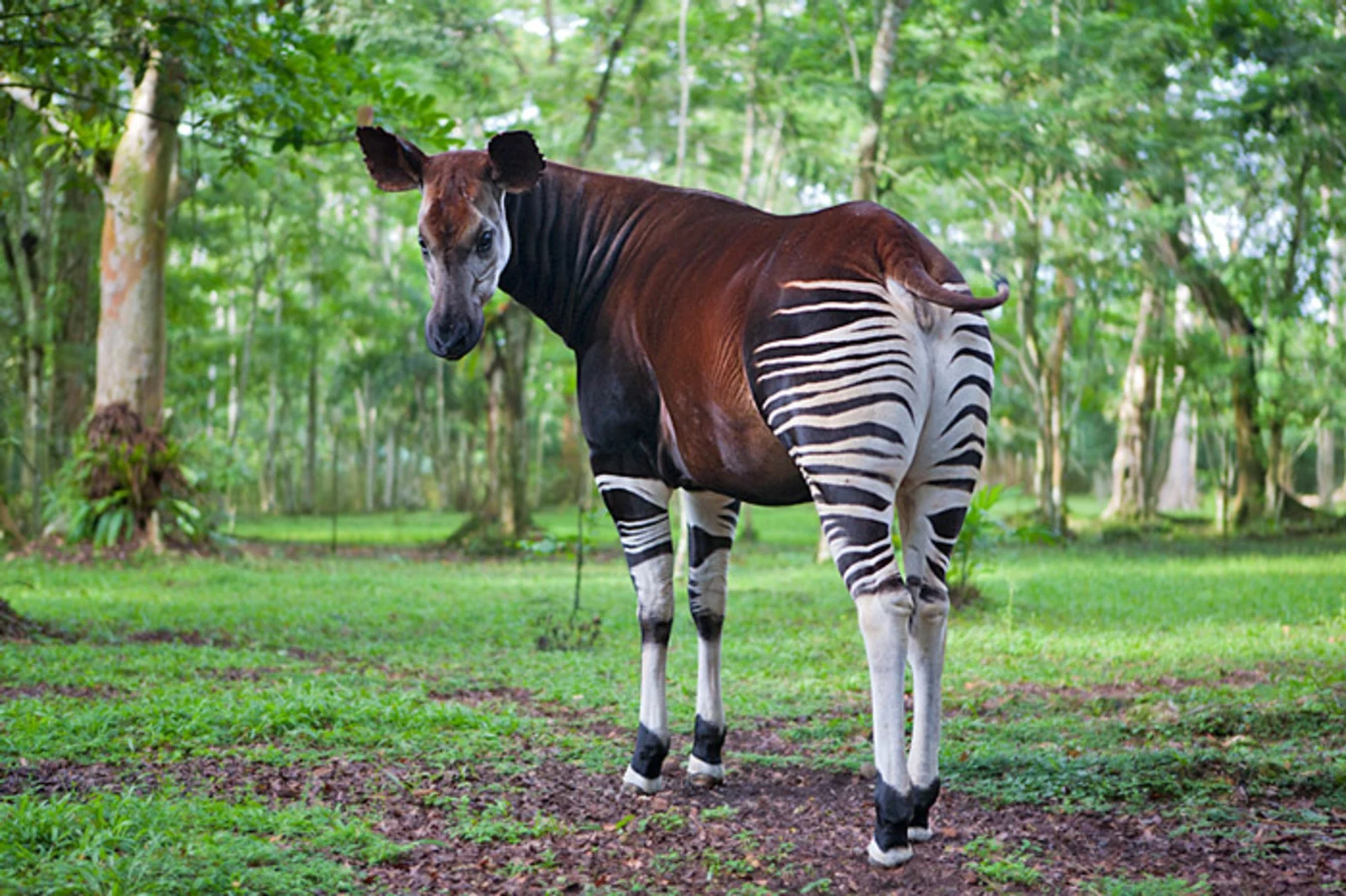 Parc national de la Maiko, République démocratique du Congo