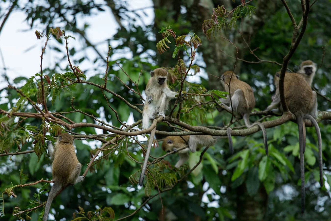 Nyungwe Canopy Walk, Rwanda