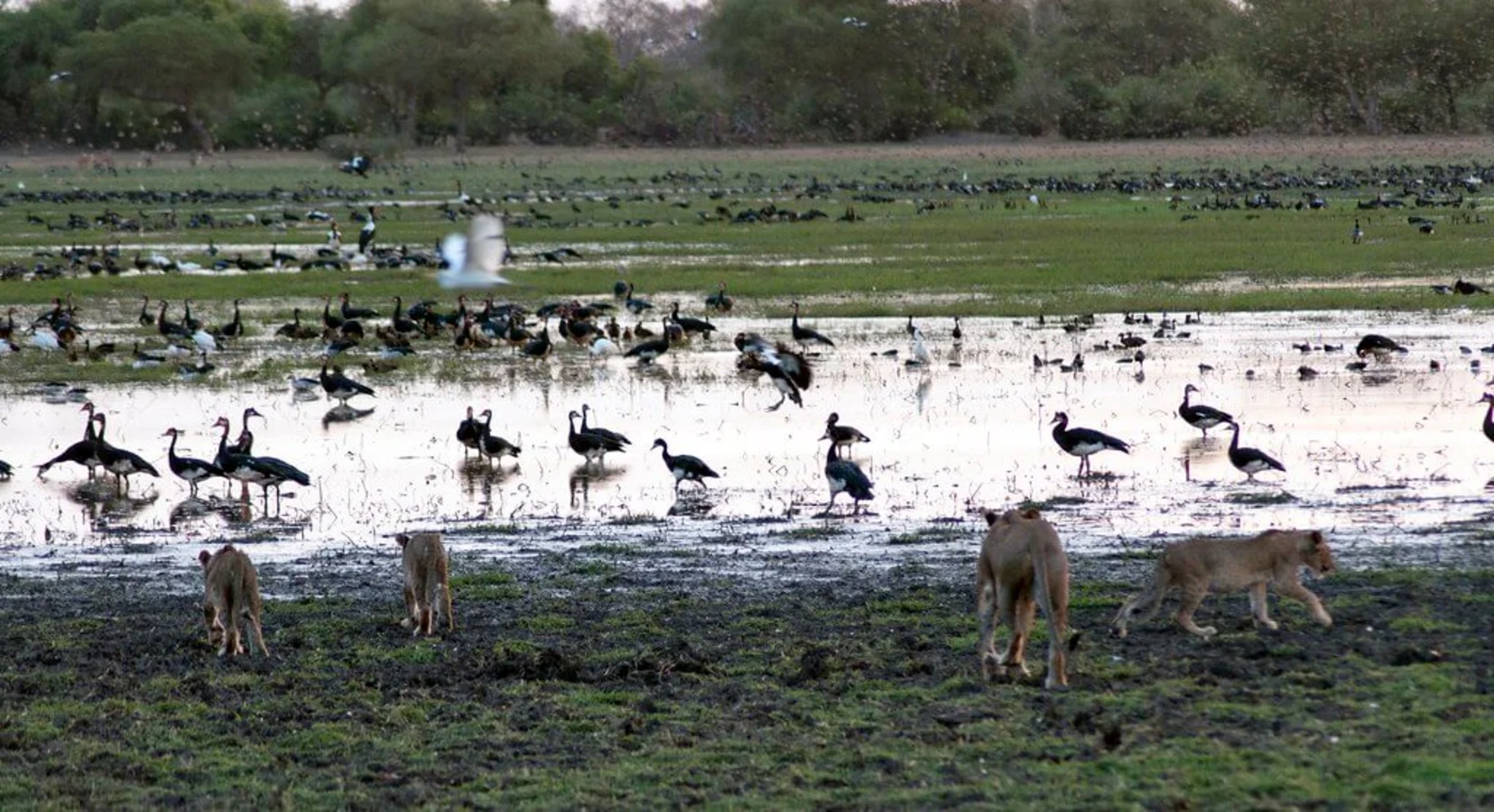 Parc national de Zakouma, Tchad