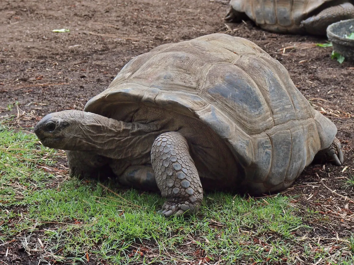 Aldabra, Seychelles