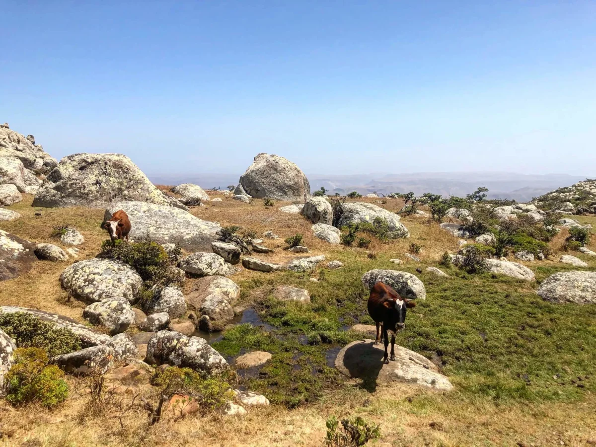 Mont Skand, Yémen, Socotra