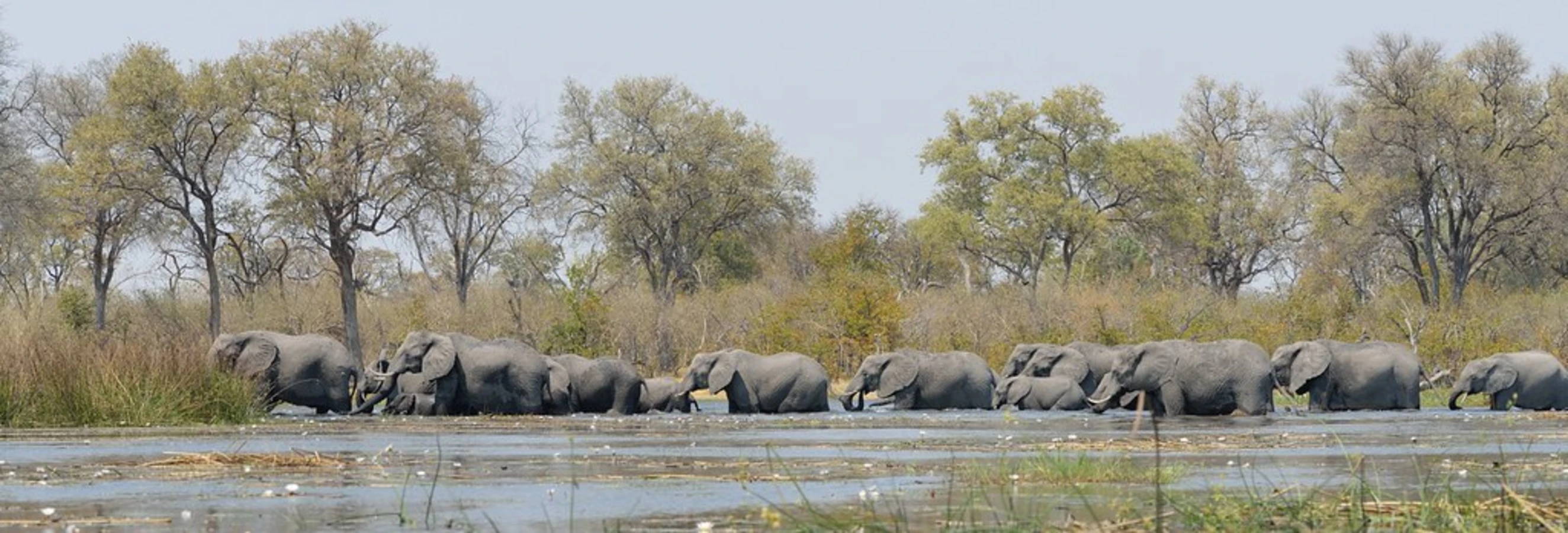 Khwai River, Botswana
