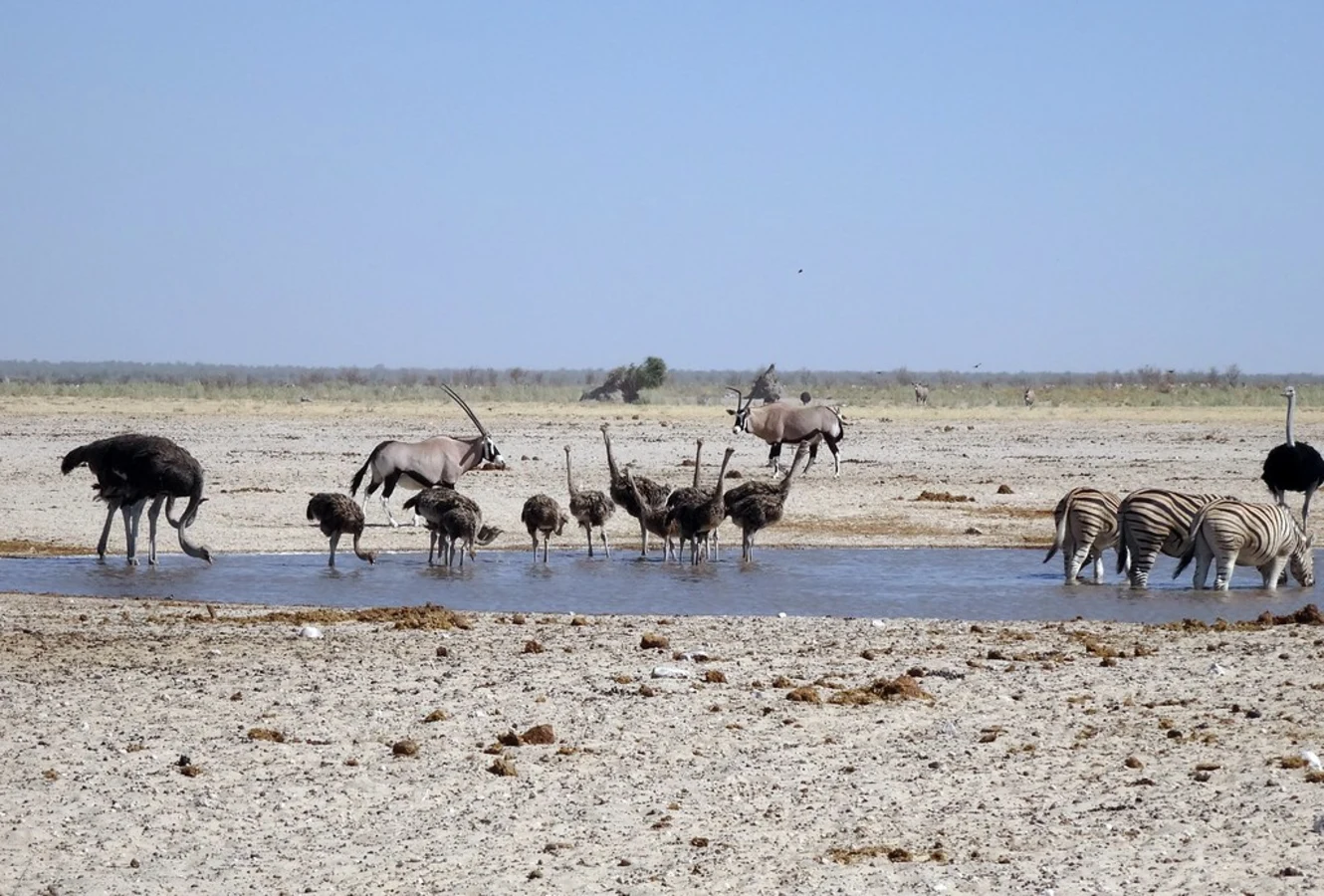 Ozonjuitji m'Bari Waterhole, Namibie