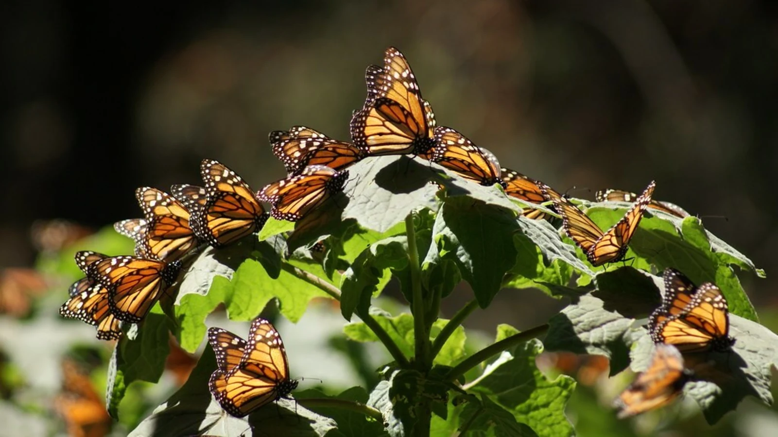 Réserve de biosphère du papillon monarque, Mexique, Mexique