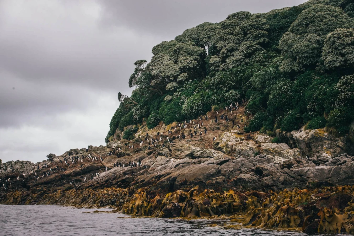 Îles Snares, Nouvelle-Zélande