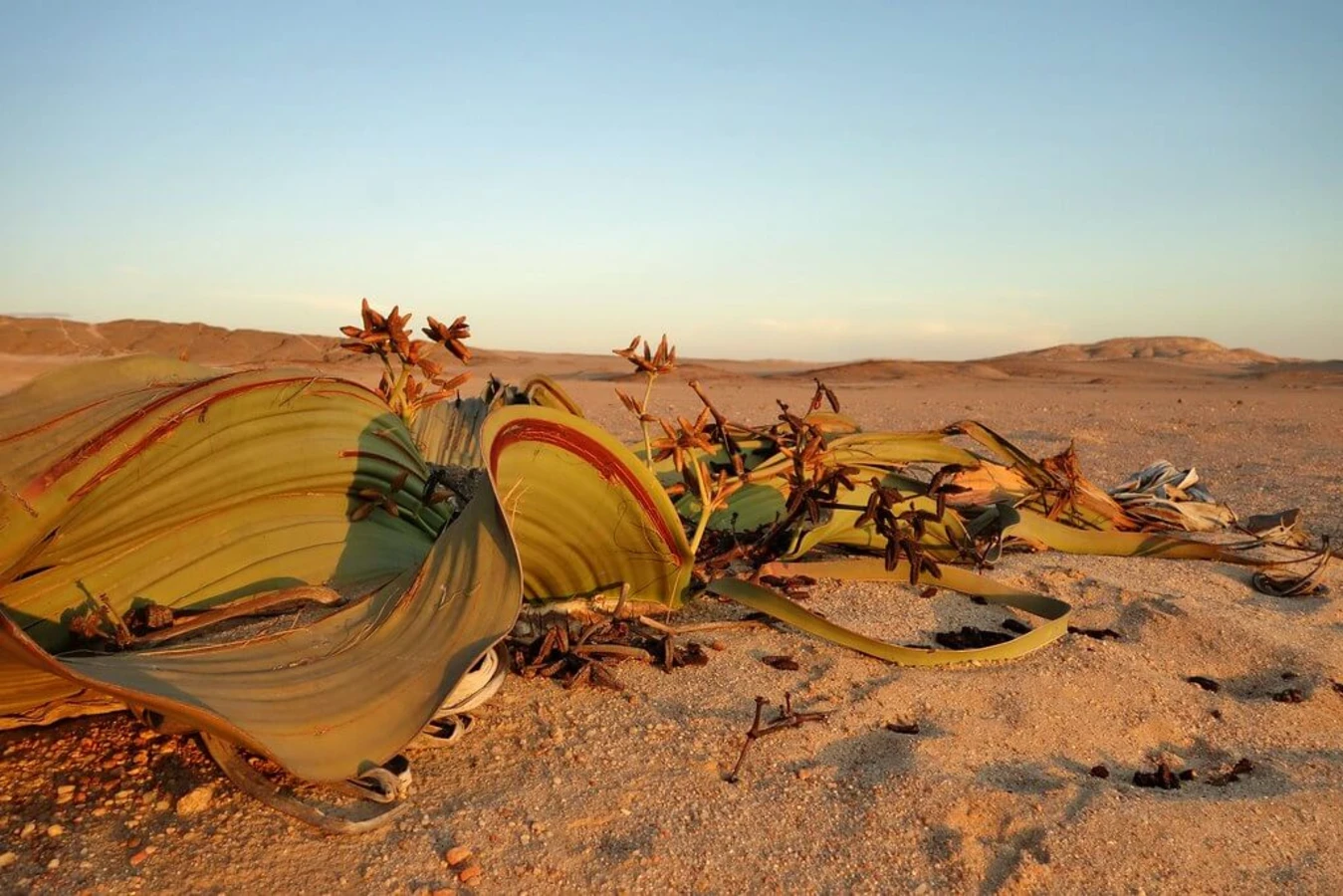 Welwitschia Plains, Namibie