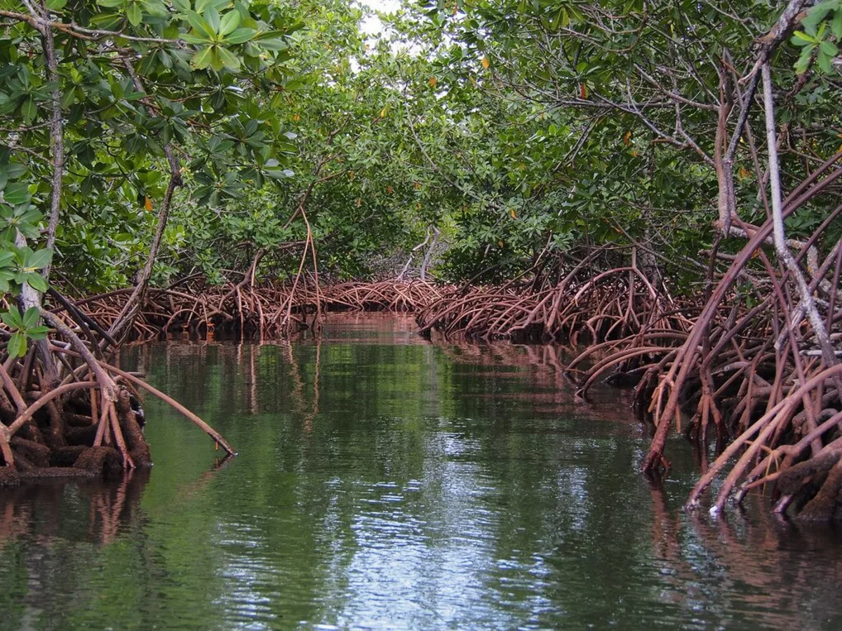 Parc national Alejandro de Humboldt, Cuba, Cuba