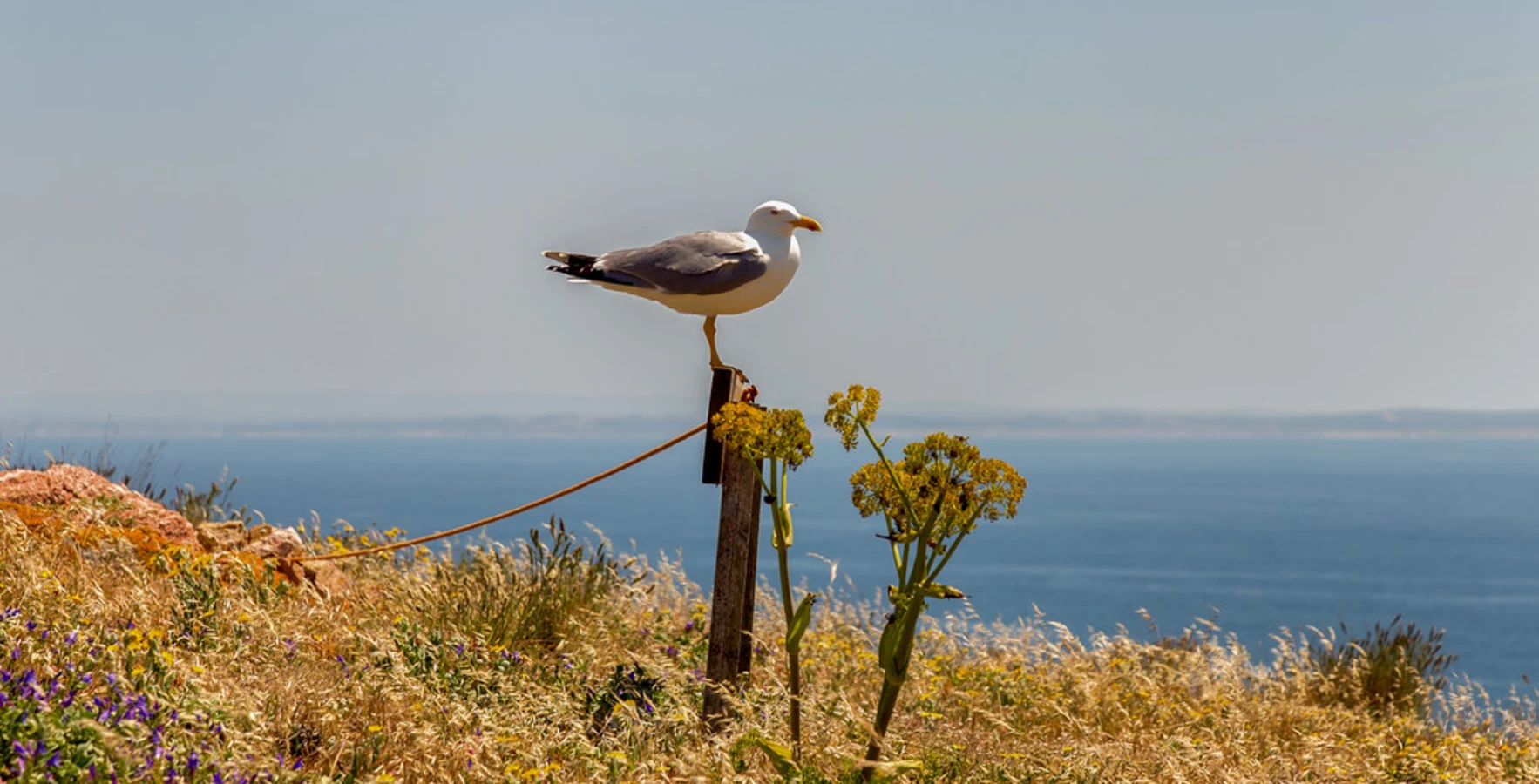 Archipel des Berlengas, Portugal