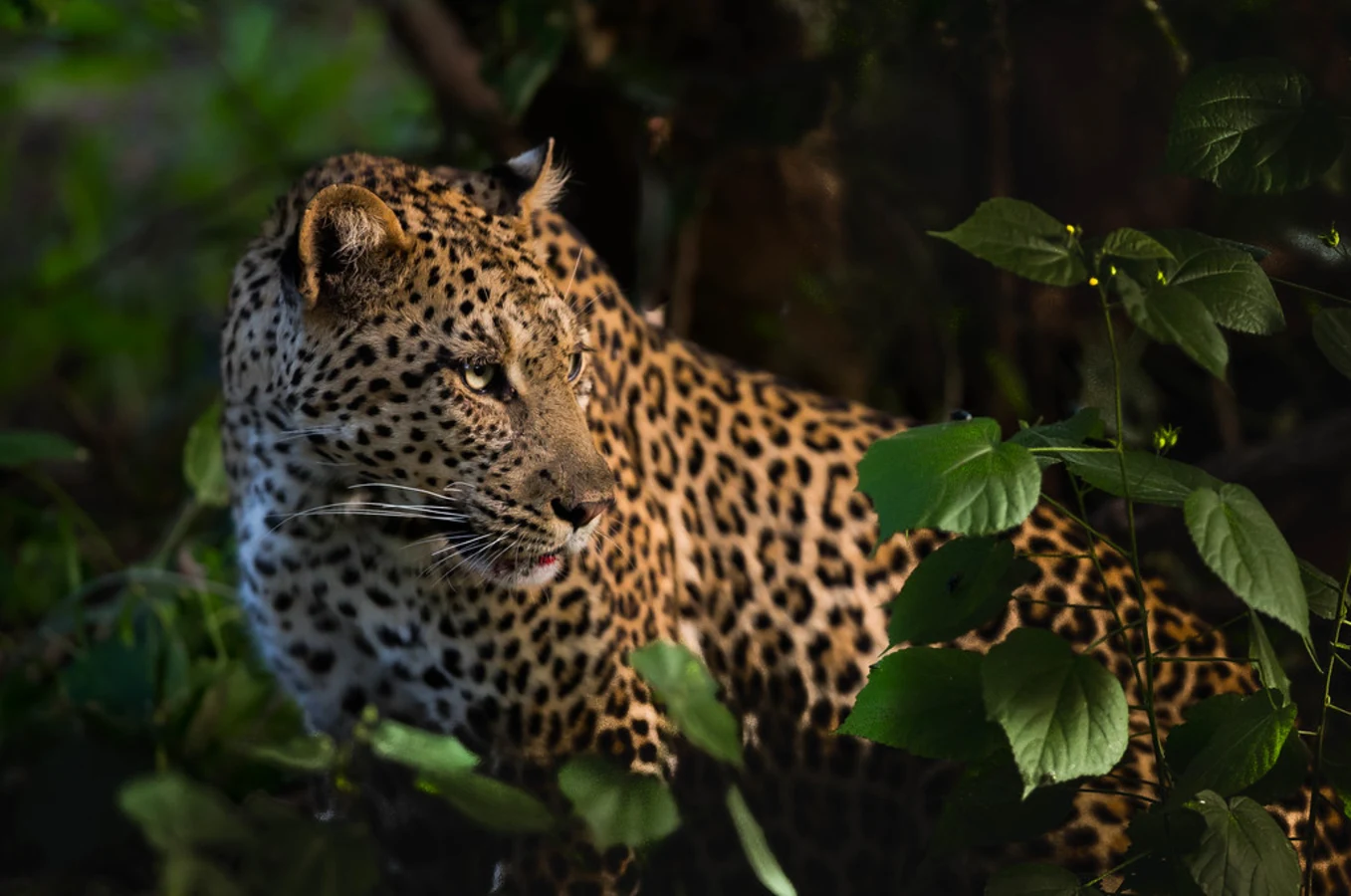 Réserve de Mashatu, Botswana