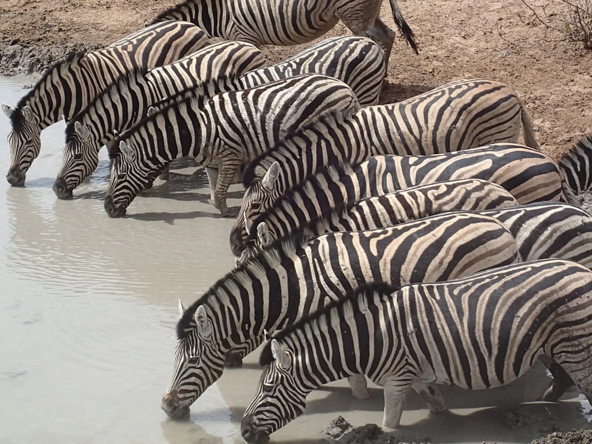 Olifantsrus Game Viewing Hide, Namibie