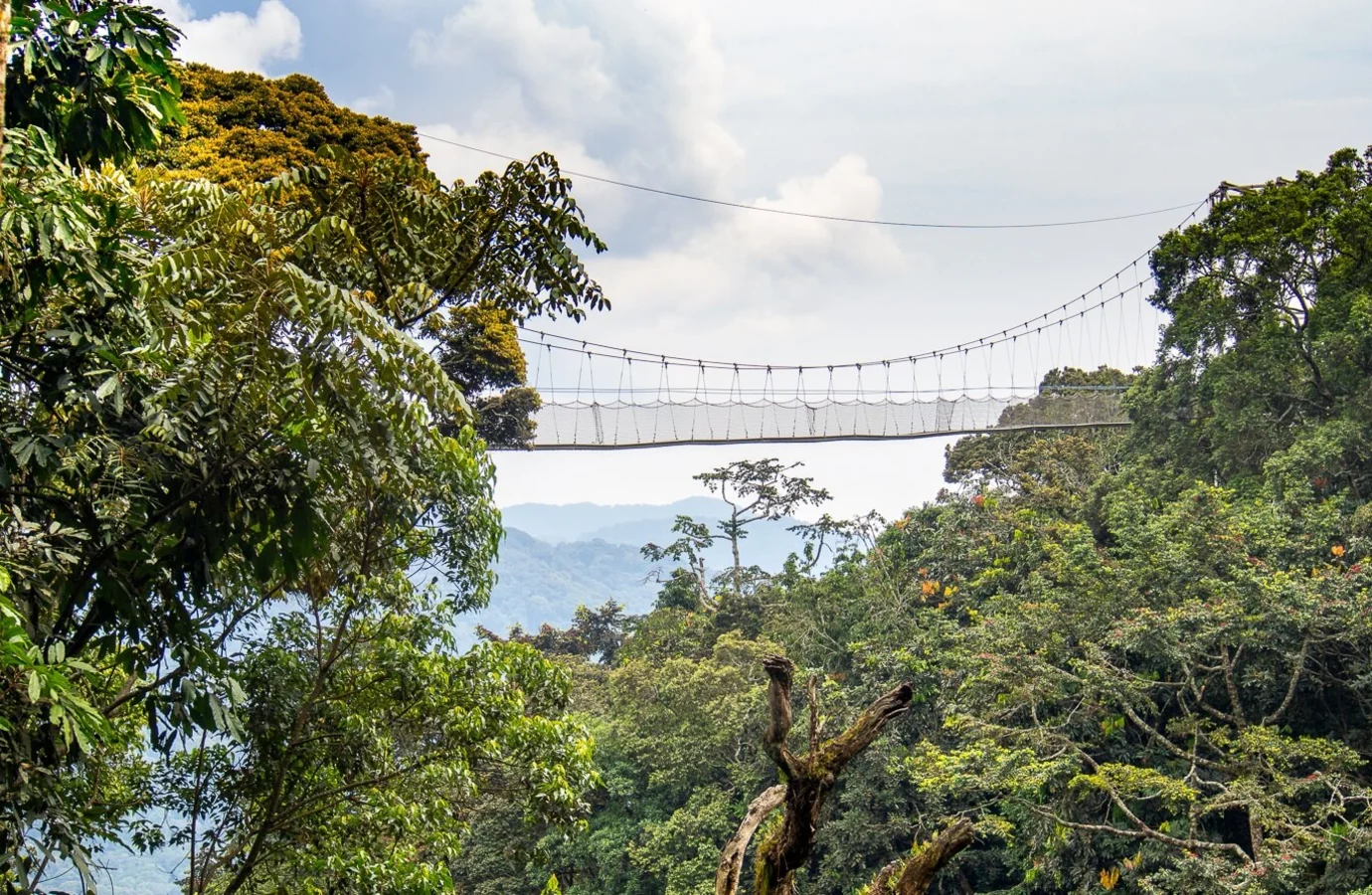 Nyungwe Canopy Walk, Rwanda