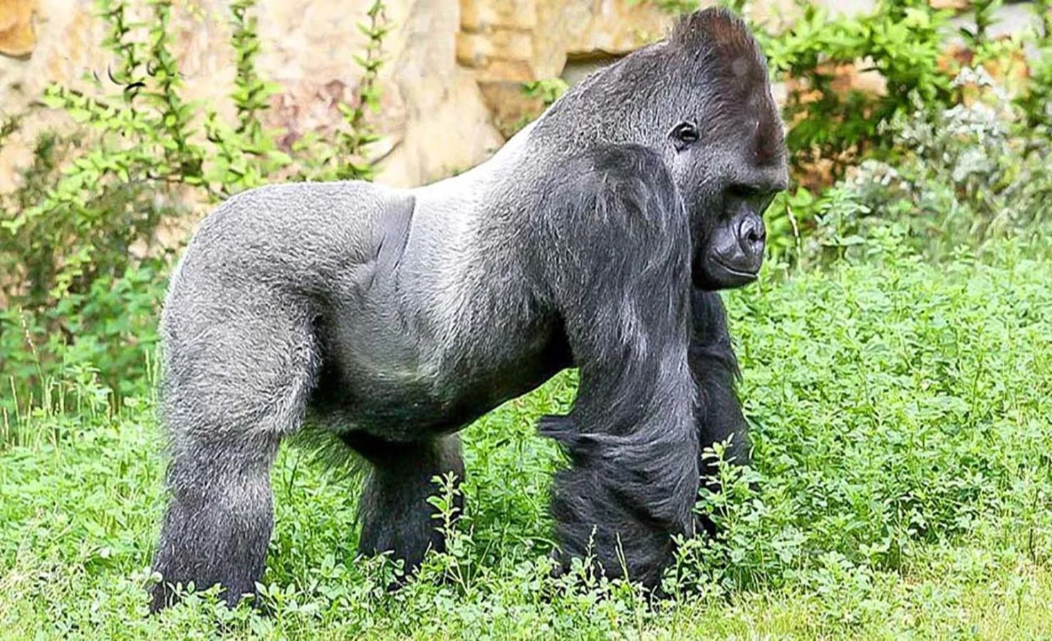 Parc national de Nki, Cameroun