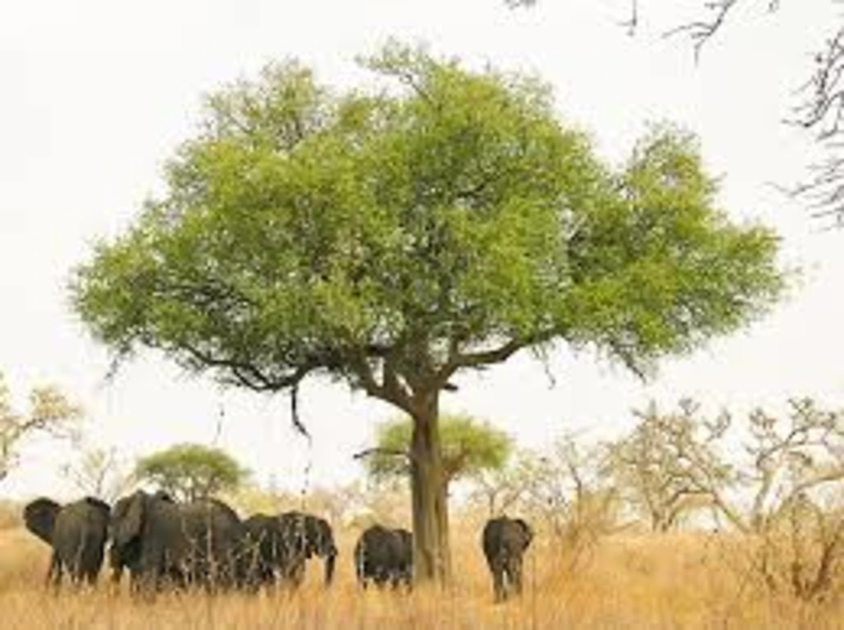 Parc National de Waza, Cameroun