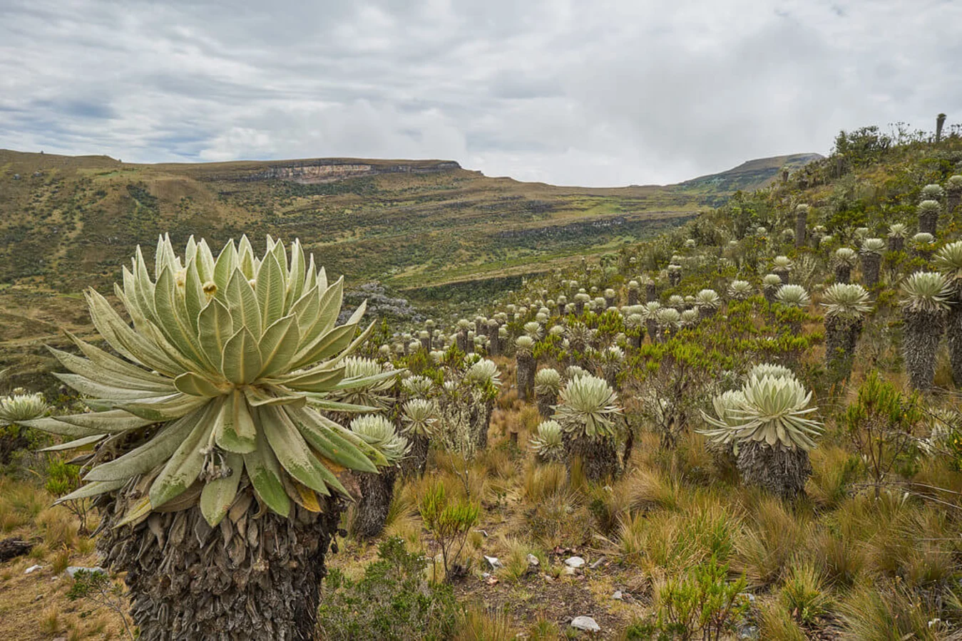 Paramo d'Oceta, Colombie