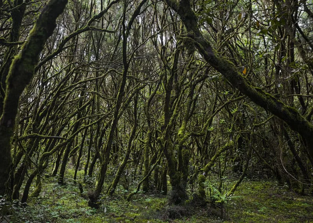 Parc national de Garajonay, Espagne, Canaries