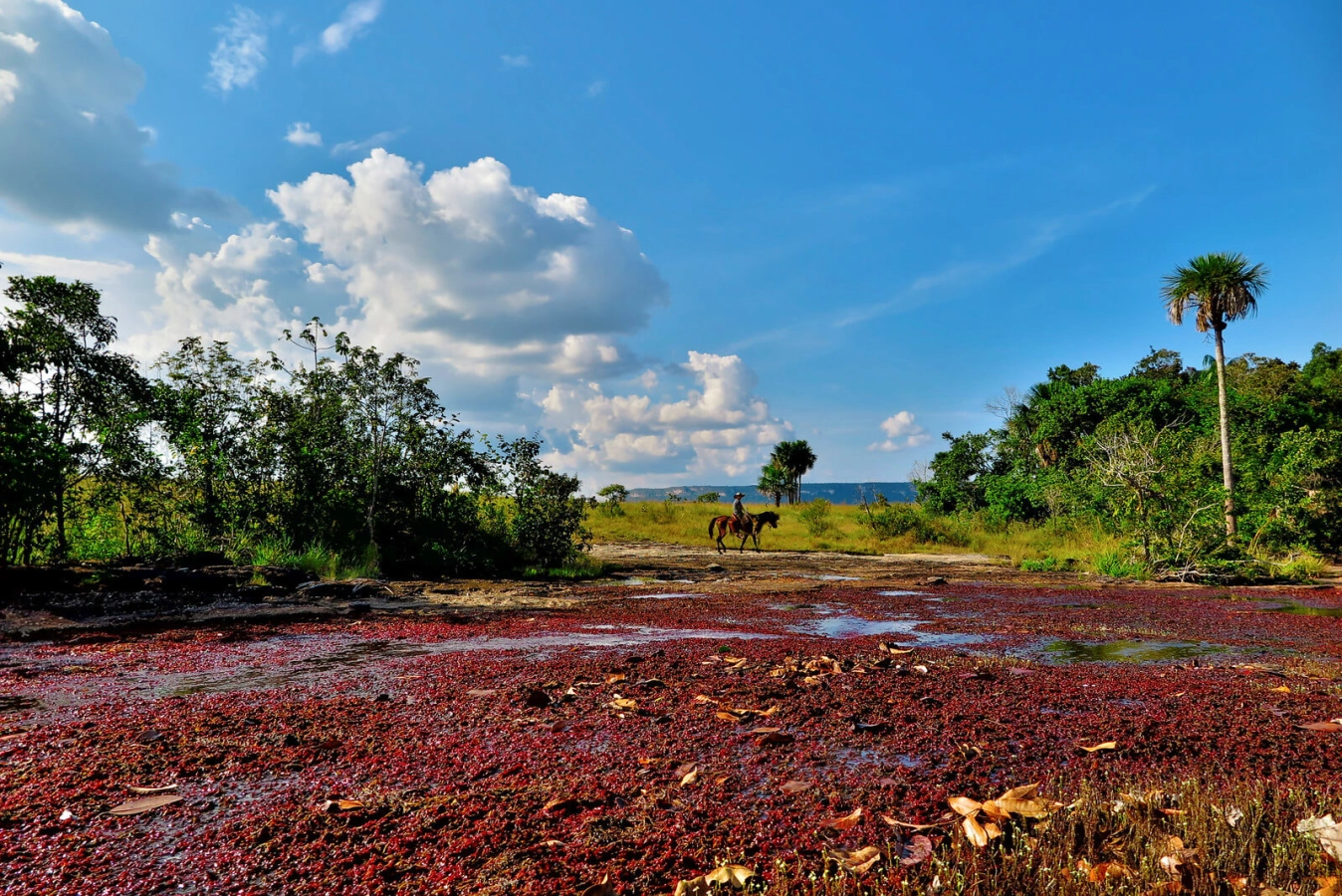 Cano Cristales, Colombie