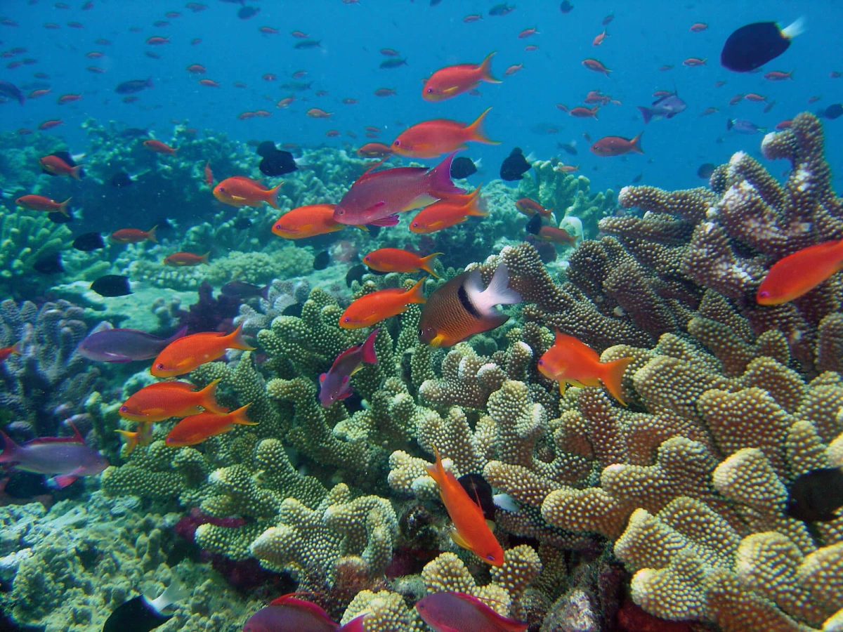 Rainbow Reef, Fidji