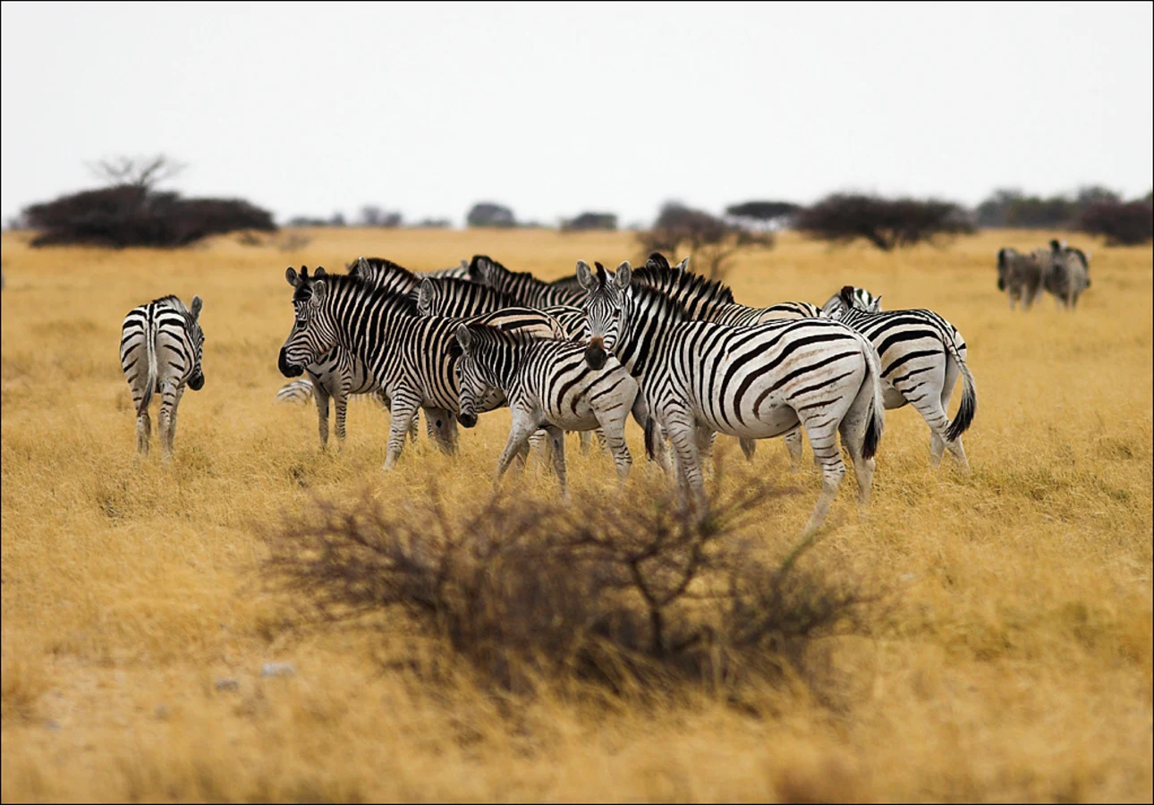 Pan de Nwetwe, Botswana