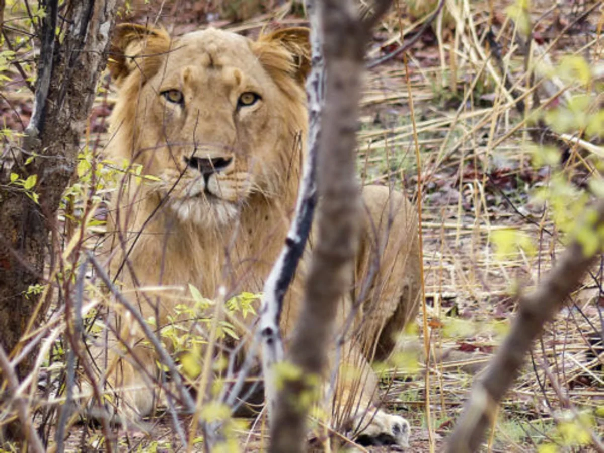 Parc national du W du Niger, Niger, Bénin, Burkina Faso