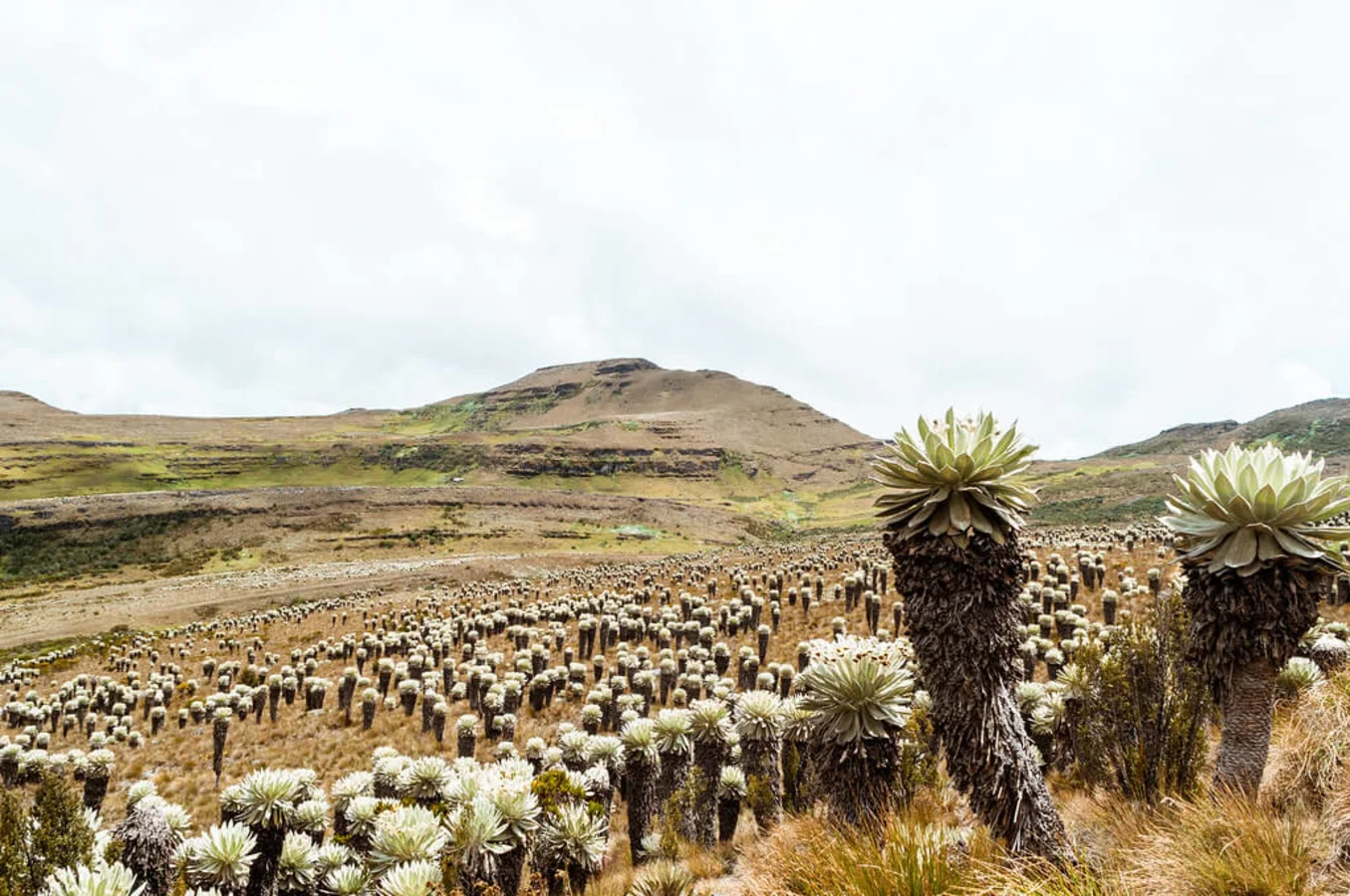 Paramo d'Oceta, Colombie