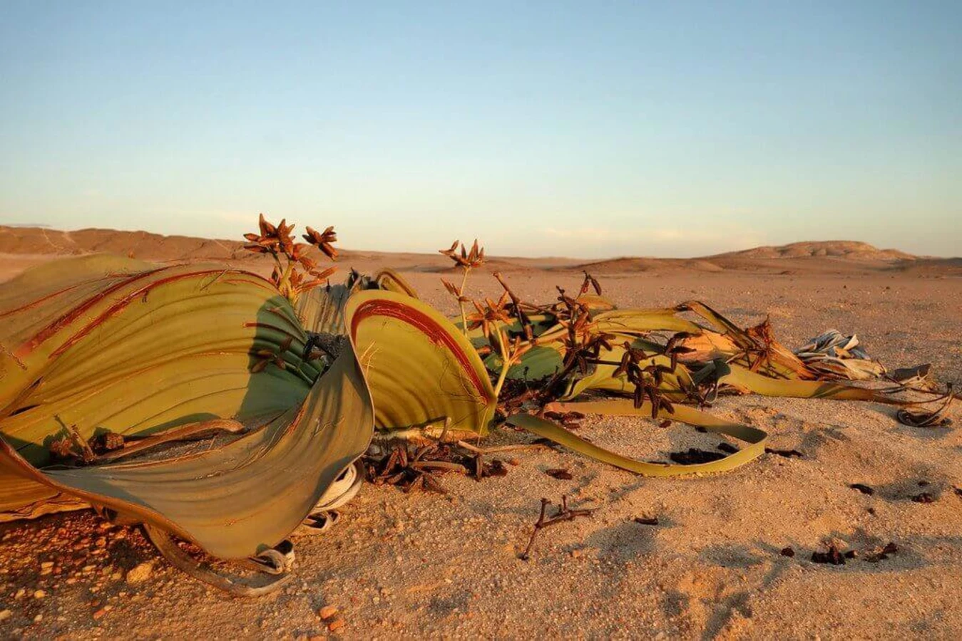 Welwitschia Drive, Namibie