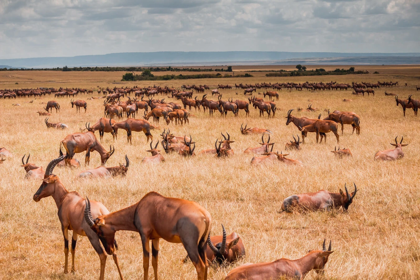 Réserve nationale du Masai Mara, Kenya