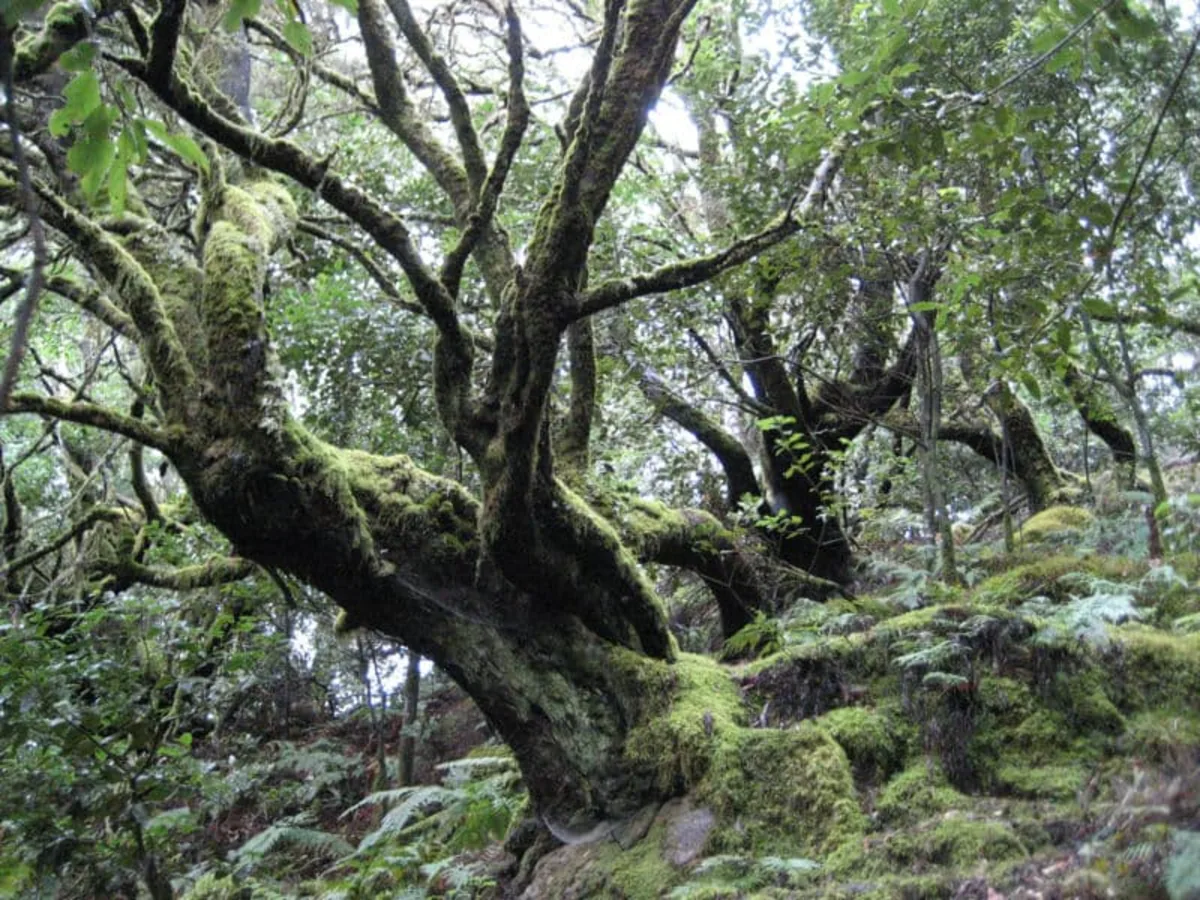 Parc national de Garajonay, Espagne, Canaries