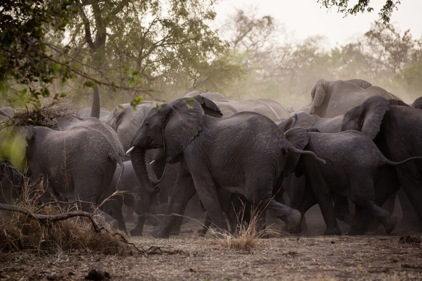 Parc national de Zakouma, Tchad